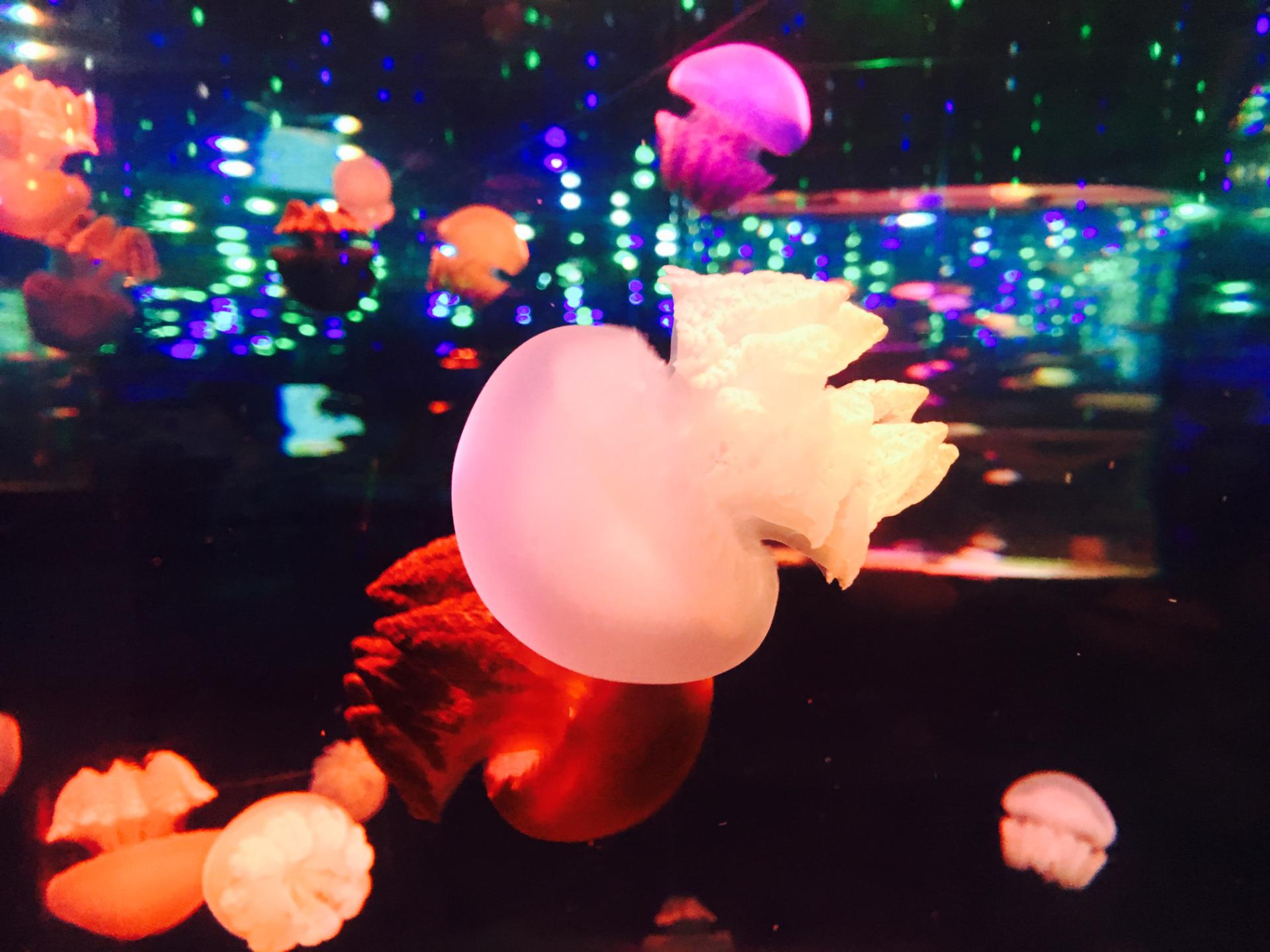 2018年11月广州正佳极地海洋世界门票买1送1活动介绍 打折优惠 第3张