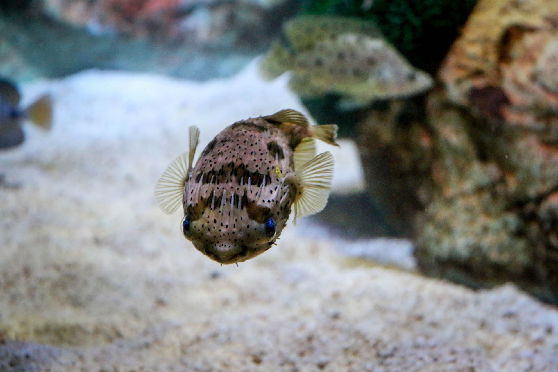 2018年11月广州正佳极地海洋世界门票买1送1活动介绍 打折优惠 第4张