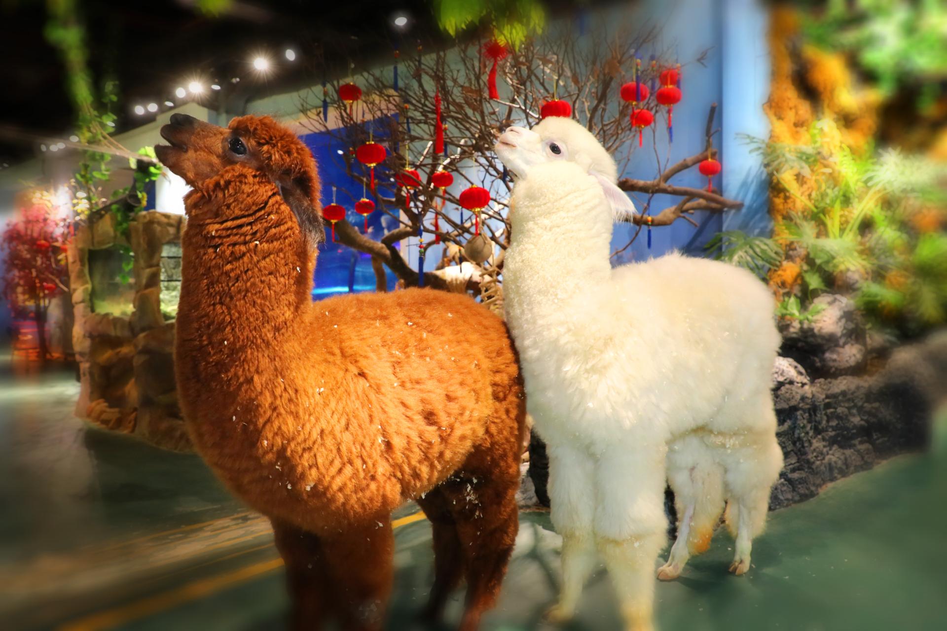 2018年11月广州正佳极地海洋世界门票买1送1活动介绍 打折优惠 第7张