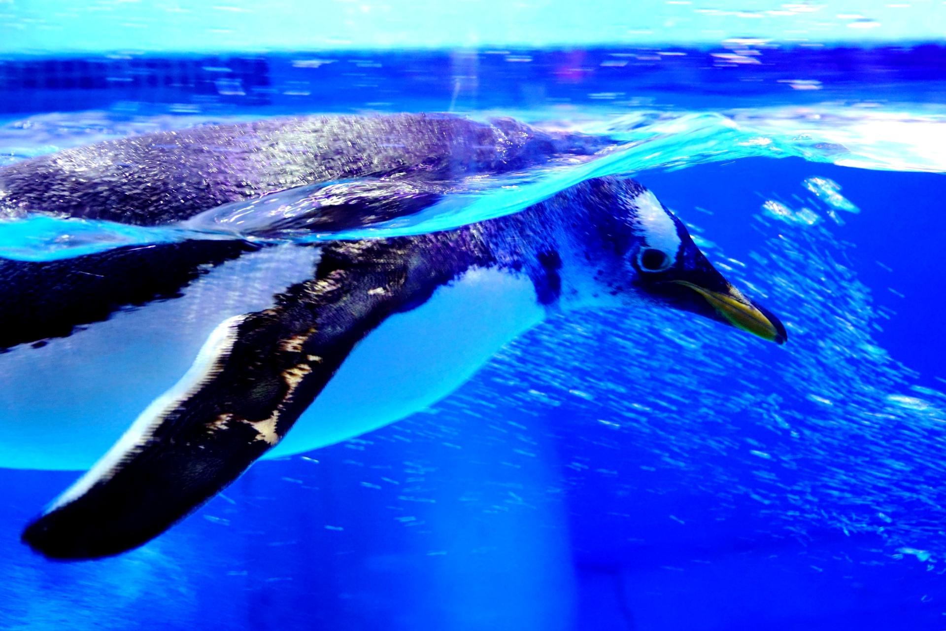 2018年11月广州正佳极地海洋世界门票买1送1活动介绍 打折优惠 第9张