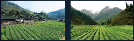 继金骏眉之后，中国红茶的下一个风口，你赶上了吗？ 企业产品 第8张