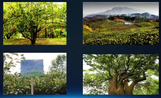 继金骏眉之后，中国红茶的下一个风口，你赶上了吗？ 企业产品 第7张