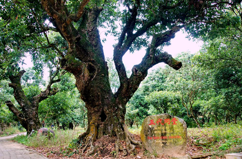 “千年荔乡”广东高州深耕贡果文化谋求全产业繁荣 广东资讯 第2张