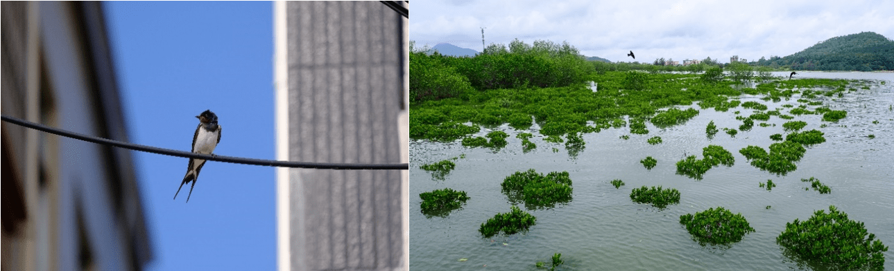 马爹利在中国启动红树林保护项目 新闻资讯 第2张