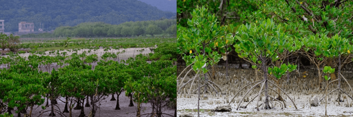 马爹利在中国启动红树林保护项目 新闻资讯 第5张