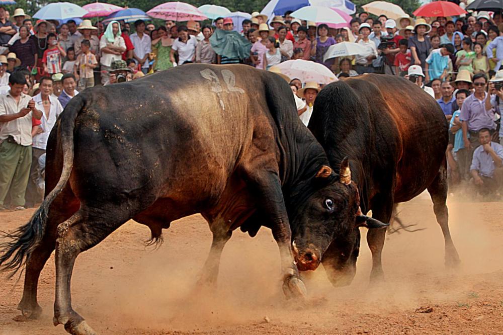 到高安 享受惬意生活 广州旅游 第4张