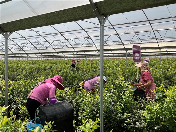 数字化赋能乡村振兴,佳沃蓝莓携手京东打造云南“新贵” 新闻资讯 第1张 数字化赋能乡村振兴,佳沃蓝莓携手京东打造云南“新贵” 新闻资讯 第1张