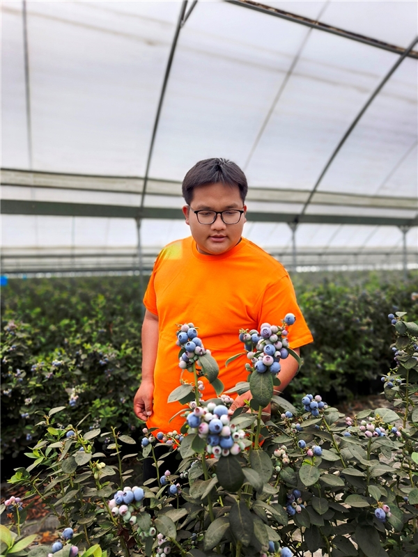 数字化赋能乡村振兴,佳沃蓝莓携手京东打造云南“新贵” 新闻资讯 第2张 数字化赋能乡村振兴,佳沃蓝莓携手京东打造云南“新贵” 新闻资讯 第2张