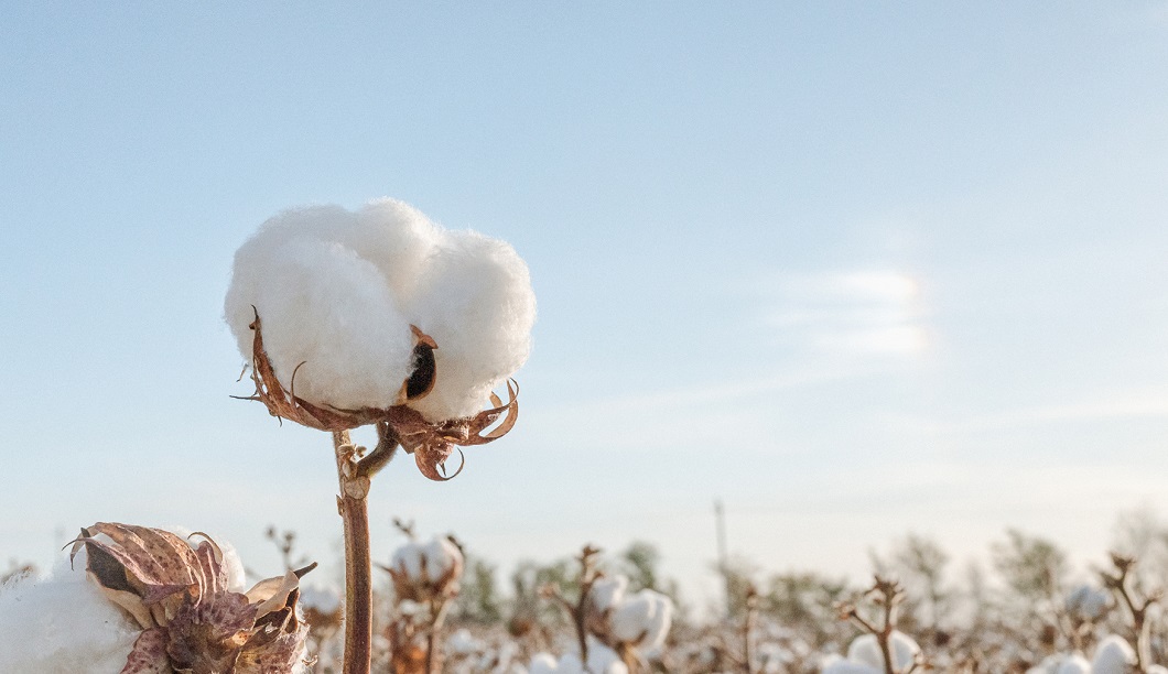 他选择的与她改变的:一朵棉花的理想主义 新闻资讯 第1张 他选择的与她改变的:一朵棉花的理想主义 新闻资讯 第1张