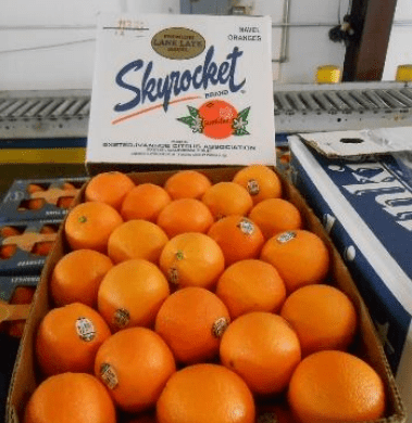 美国西部农业贸易代表团大湾区中国行活动圆满落幕 广东资讯 第12张