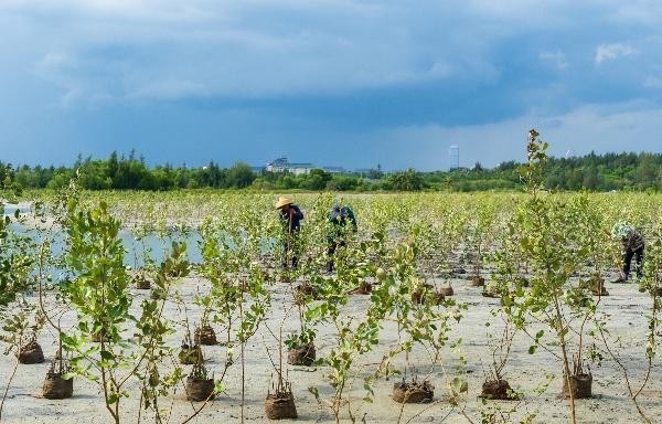 滨海生态再添新绿 各方聚力共护生物多样性 马爹利在琼粤两地同步启动红树林保护项目第三阶段工作 新闻资讯 第1张