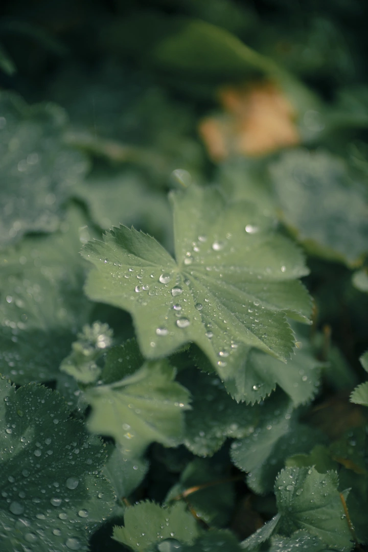 F1.2大光圈亲民之选 佳能发布RF45mm F1.2 STM镜头 数码家电 第6张 F1.2大光圈亲民之选 佳能发布RF45mm F1.2 STM镜头 数码家电 第6张