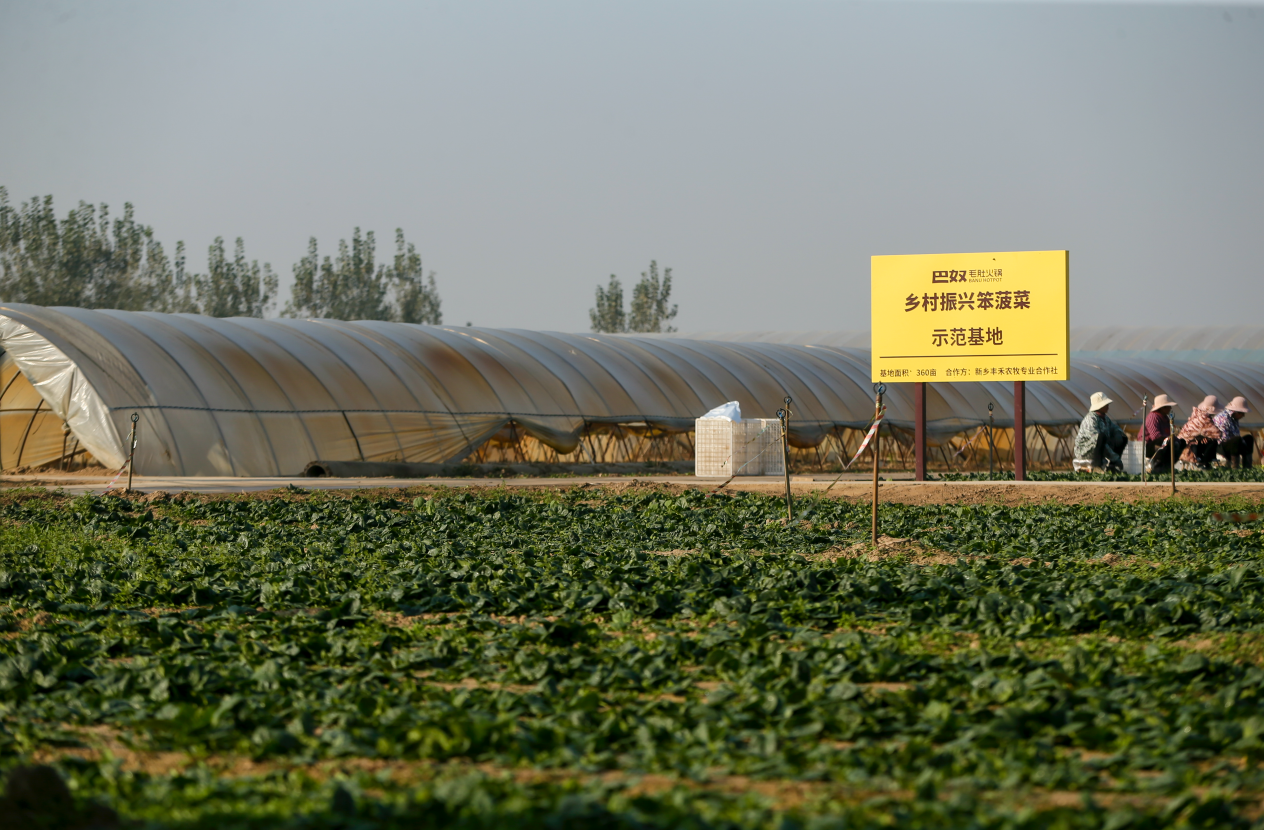巴奴“笨菠菜”甜出圈：一场从田间到商圈的乡村振兴实践 新闻资讯 第3张