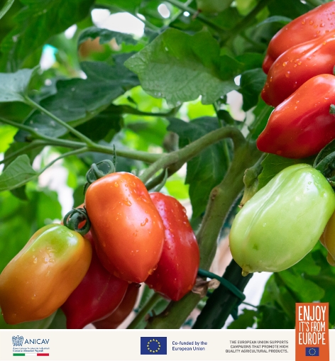 ​ 欧洲红金・臻藏番茄 年度推广盛典全纪实